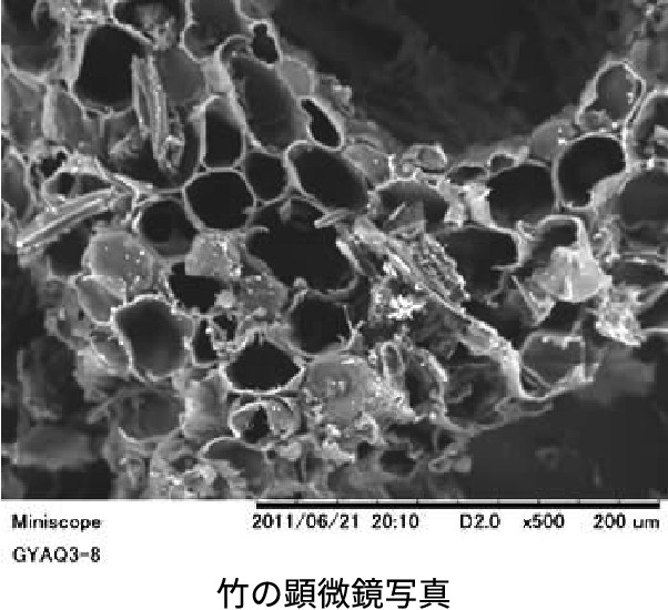 竹の顕微鏡写真