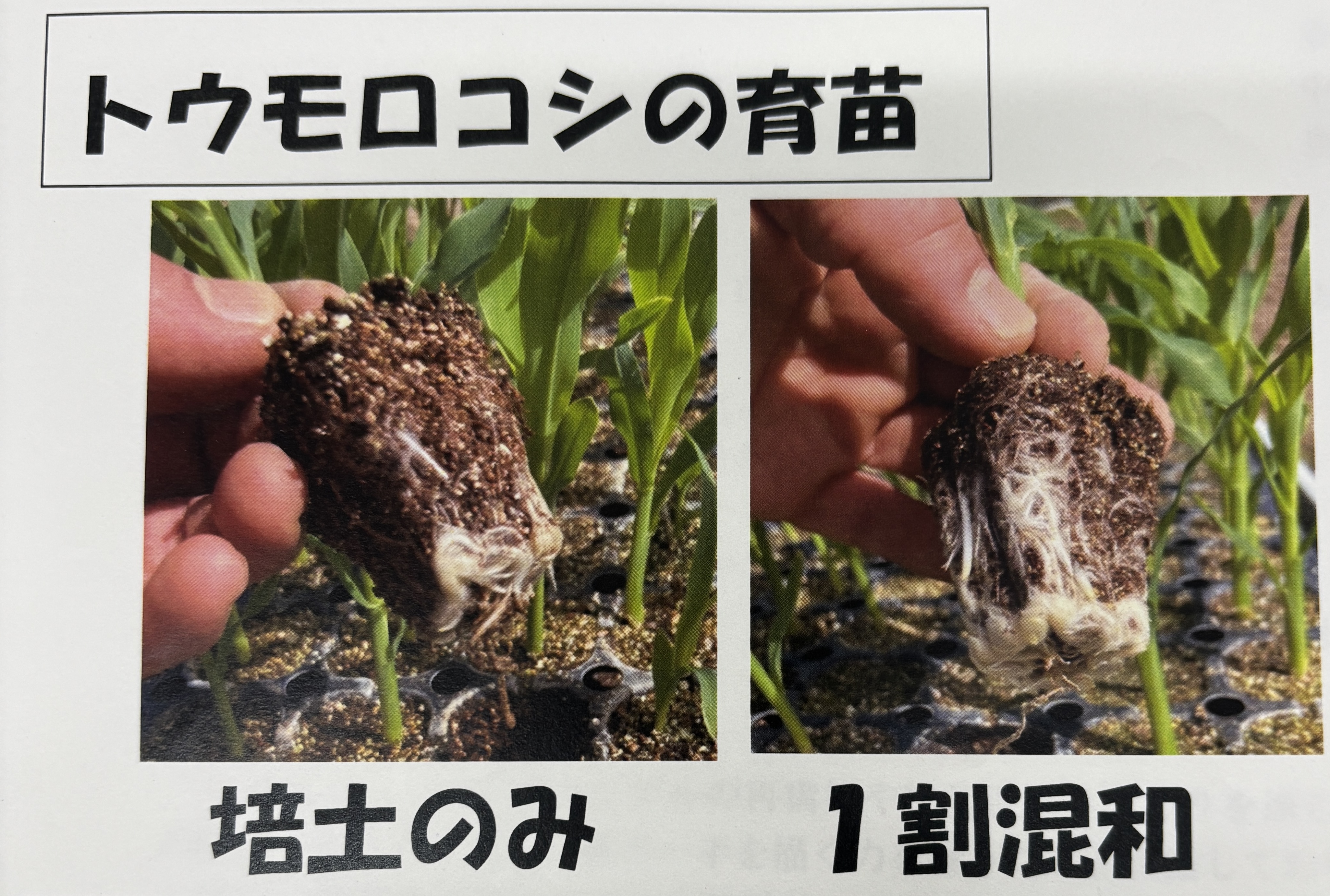 飼料イネ