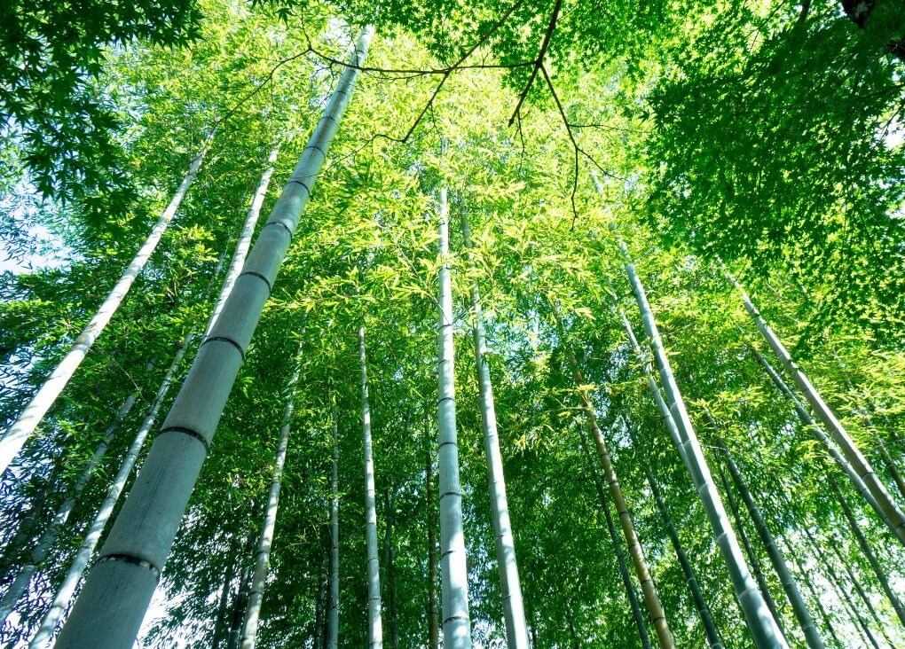 竹パウダーの原料になる竹を採伐