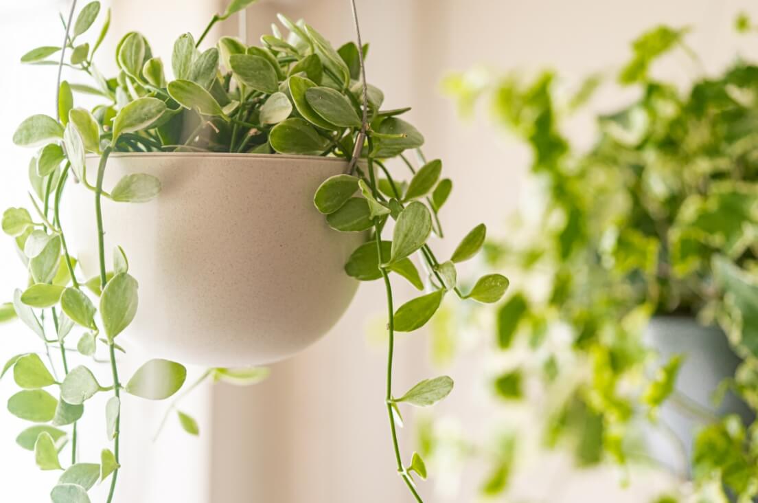 観葉植物(室内)の栽培